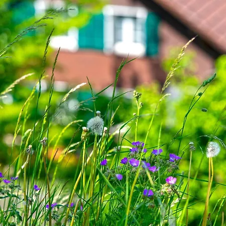 Baytrail In See- Und Bergnaehe, Modern, Mit Garten, 4 Gaeste Spiez