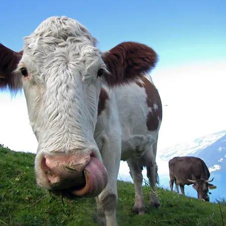 Baytrail In See- Und Bergnaehe, Modern, Mit Garten, 4 Gaeste Apartman