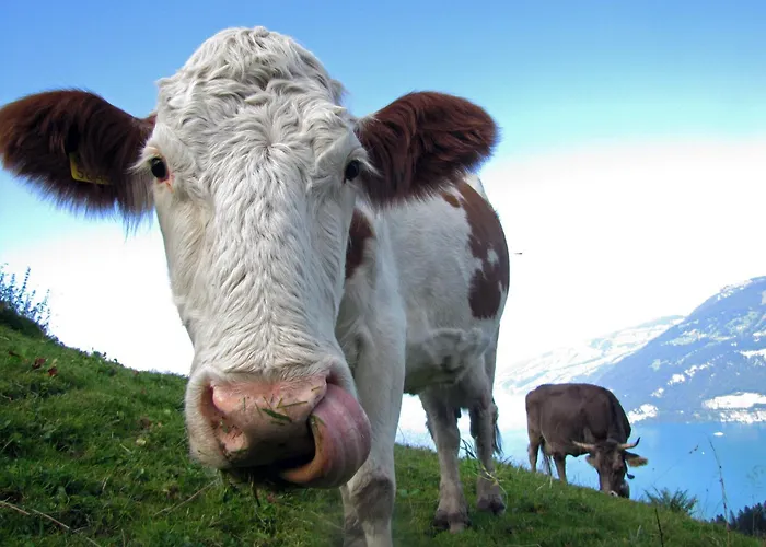 Baytrail In See- Und Bergnaehe, Modern, Mit Garten, 4 Gaeste Daire